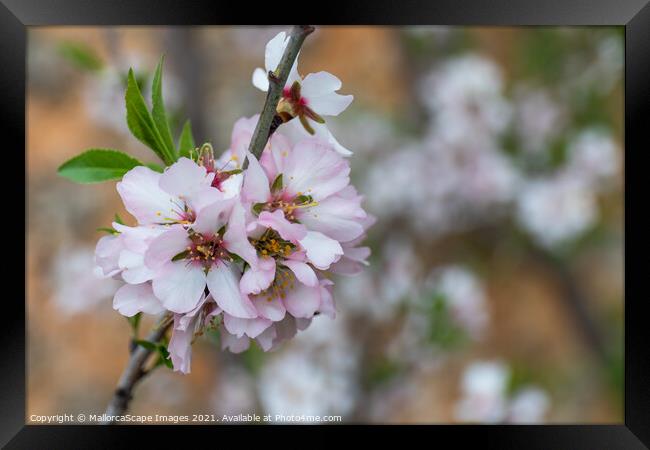 Almond blossom season in Majorca Framed Print by MallorcaScape Images