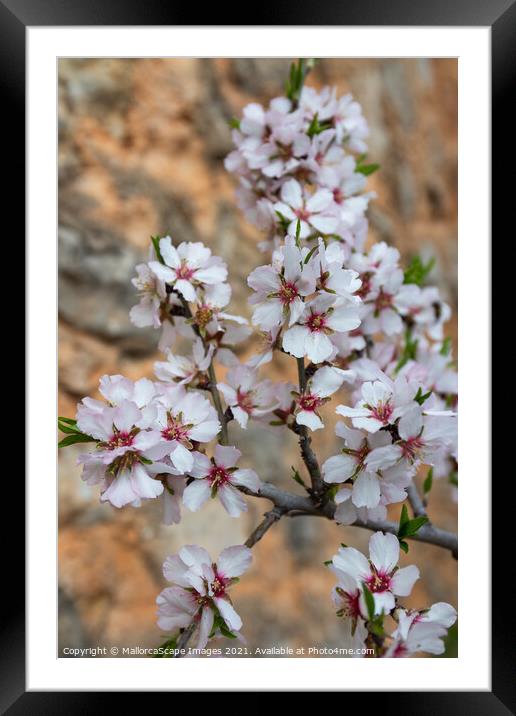 Almond blossom season in Majorca Framed Mounted Print by MallorcaScape Images