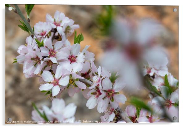 Almond blossom season in Majorca Acrylic by MallorcaScape Images