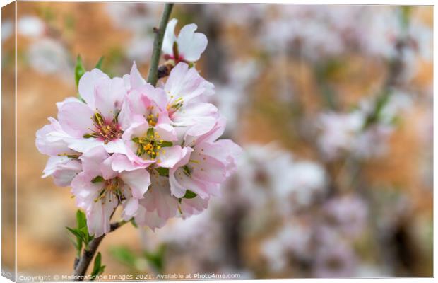 Almond blossom season in Majorca Canvas Print by MallorcaScape Images