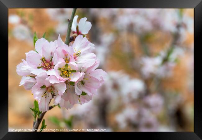 Almond blossom season in Majorca Framed Print by MallorcaScape Images