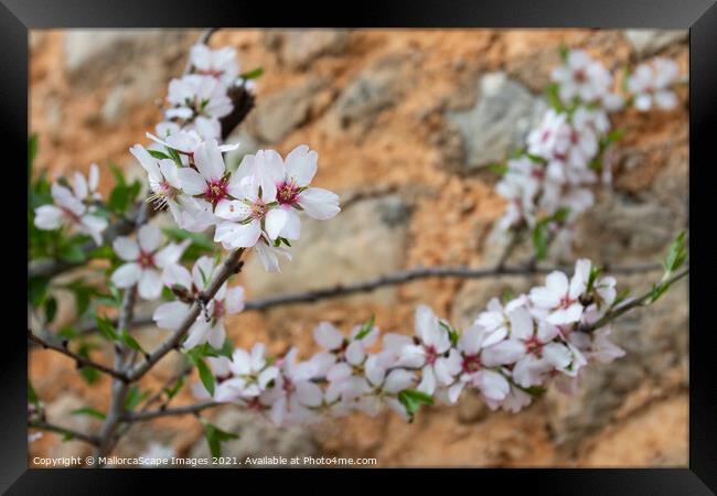 Almond blossom season in Majorca Framed Print by MallorcaScape Images