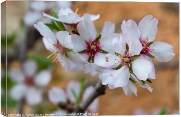 Almond blossom season in Majorca Canvas Print by MallorcaScape Images