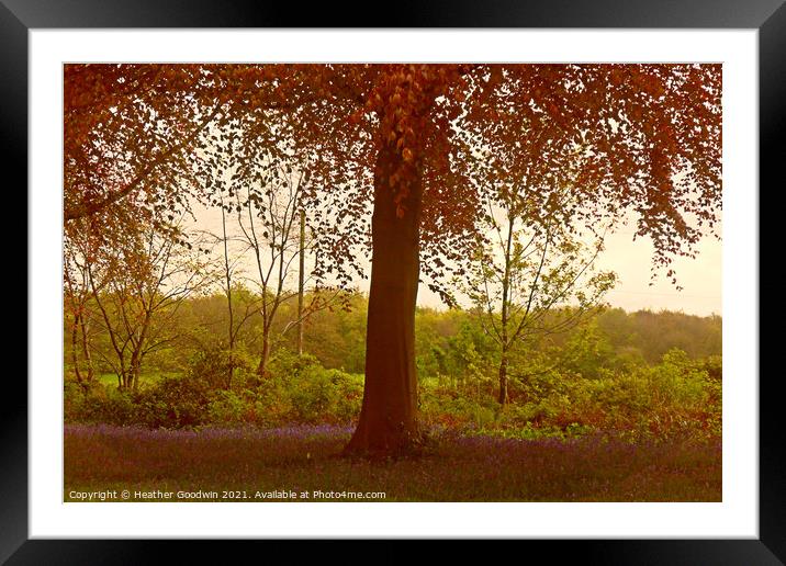 Bluebell Woods Framed Mounted Print by Heather Goodwin