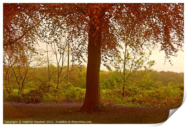Bluebell Woods Print by Heather Goodwin