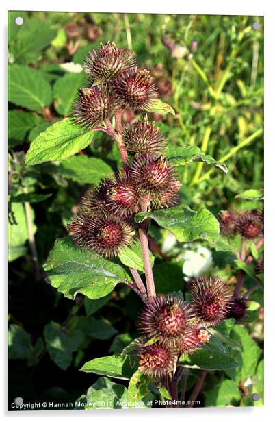 Lesser burdock (Arctium minor) Acrylic by Hannah Morley