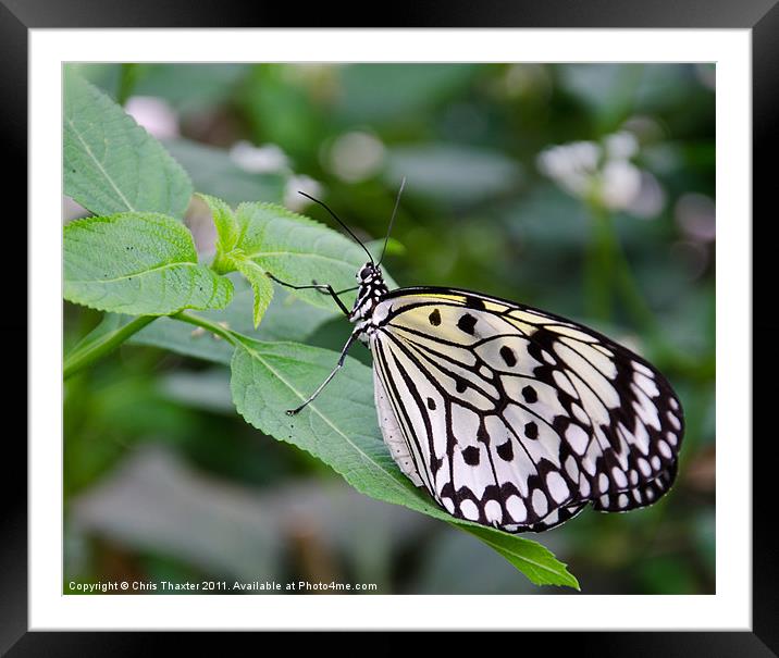 Tree Nymph Butterfly Framed Mounted Print by Chris Thaxter