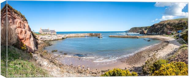 Panorama of Cove Harbour on a clear sunny day at high tide Canvas Print by Dave Collins