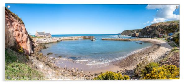 Panorama of Cove Harbour on a clear sunny day at high tide Acrylic by Dave Collins