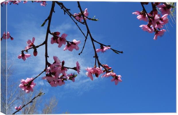 Peach blossoms on the blue sky  Canvas Print by liviu iordache