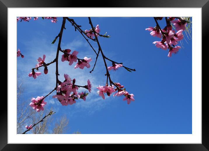 Peach blossoms on the blue sky  Framed Mounted Print by liviu iordache