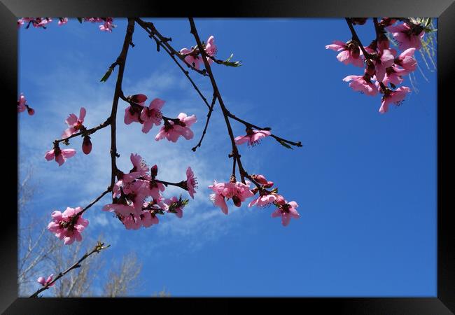 Peach blossoms on the blue sky  Framed Print by liviu iordache