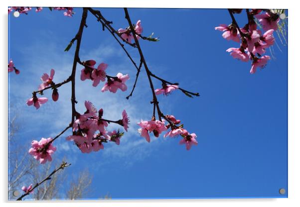 Peach blossoms on the blue sky  Acrylic by liviu iordache