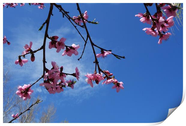 Peach blossoms on the blue sky  Print by liviu iordache