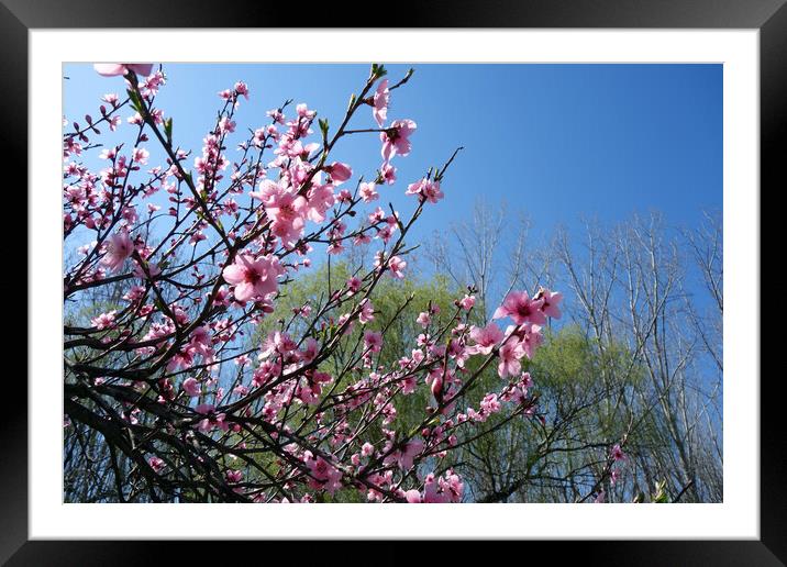 Peach branches on the blue sky Framed Mounted Print by liviu iordache