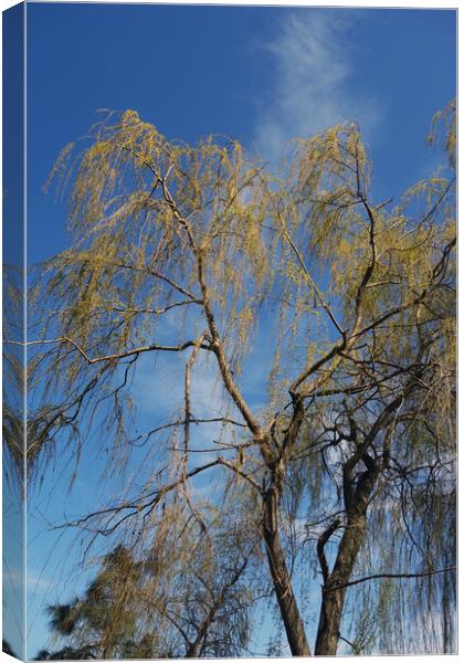 Willows blooming Canvas Print by liviu iordache