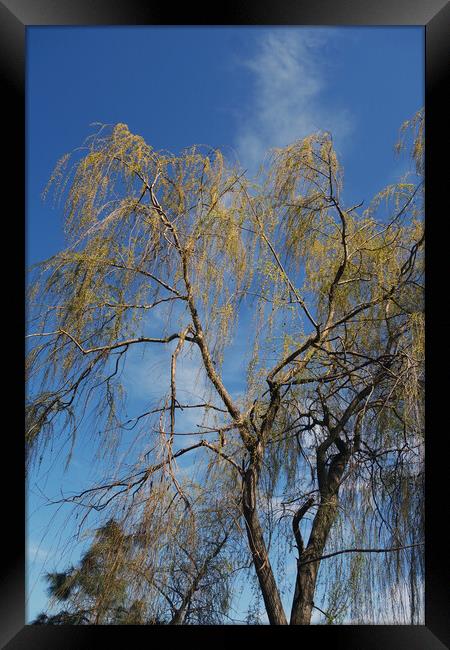Willows blooming Framed Print by liviu iordache