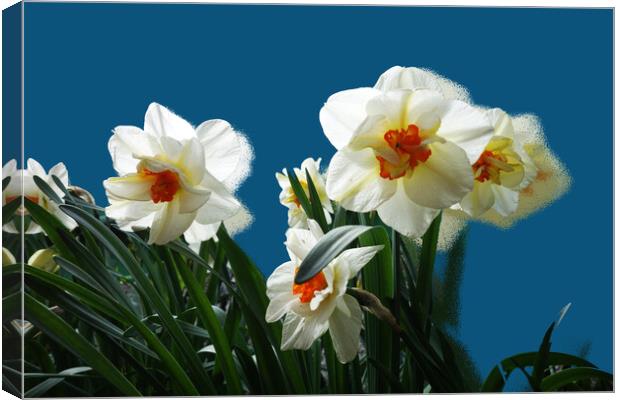 The insistent scent of daffodils Canvas Print by liviu iordache