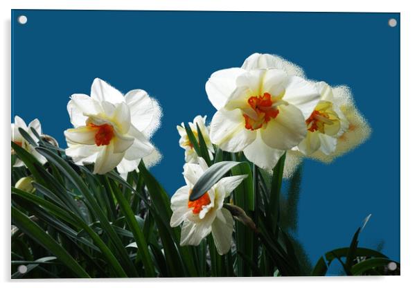 The insistent scent of daffodils Acrylic by liviu iordache