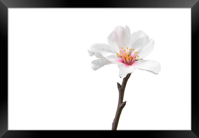 single almond blossom Framed Print by MallorcaScape Images
