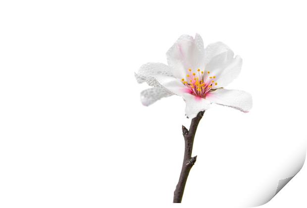 single almond blossom Print by MallorcaScape Images