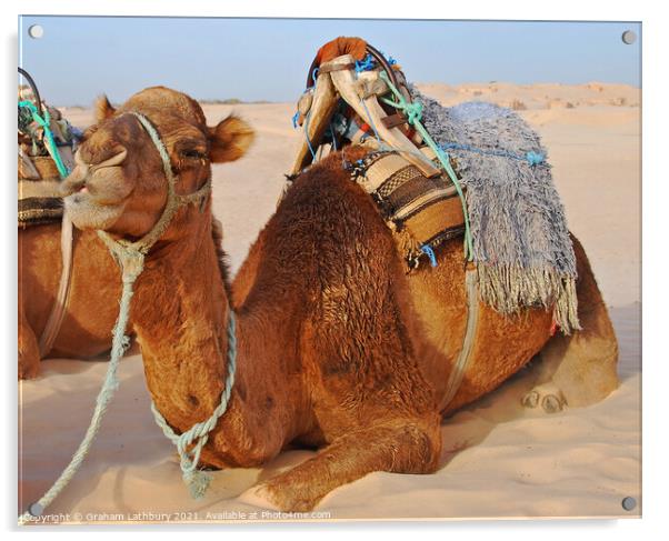 Camel Acrylic by Graham Lathbury