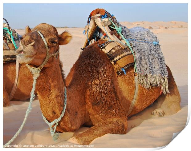 Camel Print by Graham Lathbury