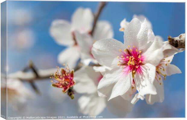 beautiful almond blossoms Canvas Print by MallorcaScape Images