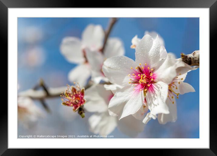 beautiful almond blossoms Framed Mounted Print by MallorcaScape Images