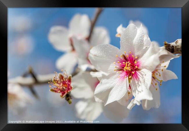 beautiful almond blossoms Framed Print by MallorcaScape Images