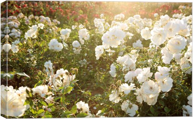 Iceberg Roses in Sunshine Canvas Print by Neil Overy