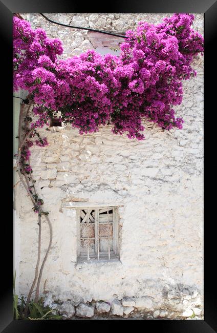Old Greek Window with bougainvillea flowers, Corfu Framed Print by Neil Overy