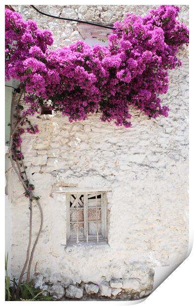 Old Greek Window with bougainvillea flowers, Corfu Print by Neil Overy