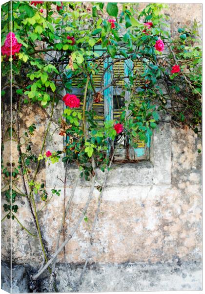 Roses grow around an old shuttered window in Lesvos, Greece Canvas Print by Neil Overy