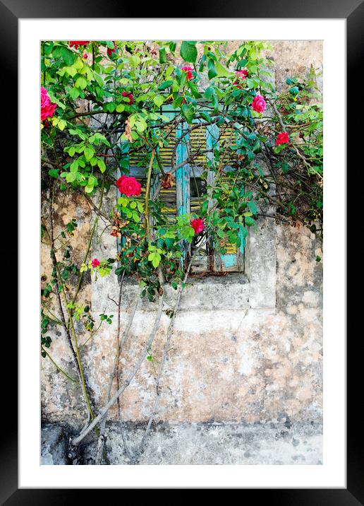 Roses grow around an old shuttered window in Lesvos, Greece Framed Mounted Print by Neil Overy