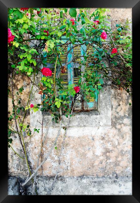 Roses grow around an old shuttered window in Lesvos, Greece Framed Print by Neil Overy