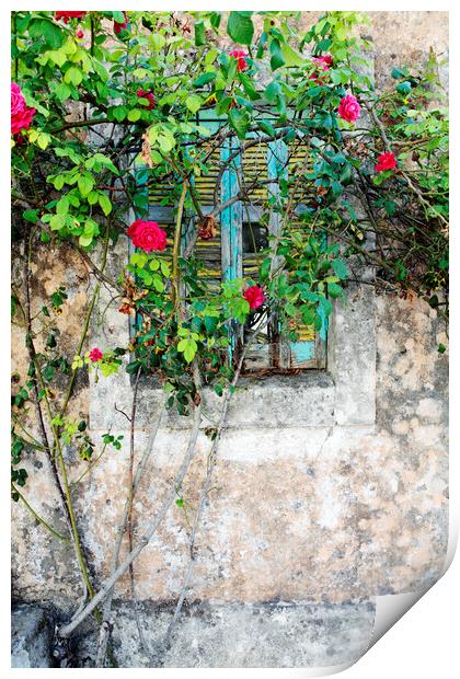 Roses grow around an old shuttered window in Lesvos, Greece Print by Neil Overy