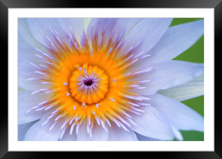 Yellow and Lilac Water Lily Flower  Framed Mounted Print by Neil Overy