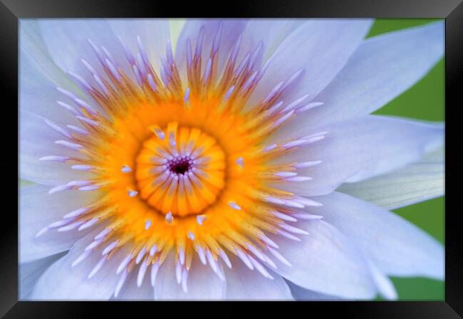 Yellow and Lilac Water Lily Flower  Framed Print by Neil Overy