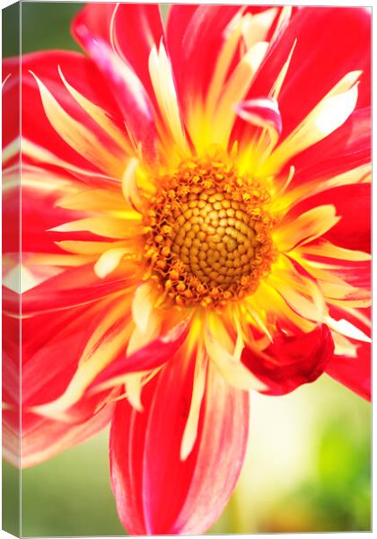 Dahlia 'Pooh' flower , Horsham, West Sussex, England Canvas Print by Neil Overy