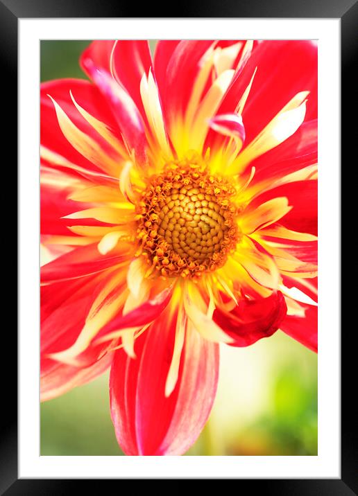 Dahlia 'Pooh' flower , Horsham, West Sussex, England Framed Mounted Print by Neil Overy