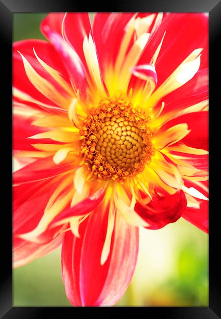 Dahlia 'Pooh' flower , Horsham, West Sussex, England Framed Print by Neil Overy