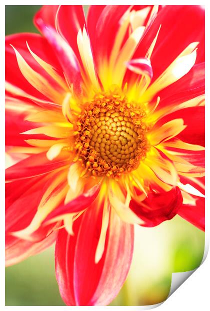 Dahlia 'Pooh' flower , Horsham, West Sussex, England Print by Neil Overy