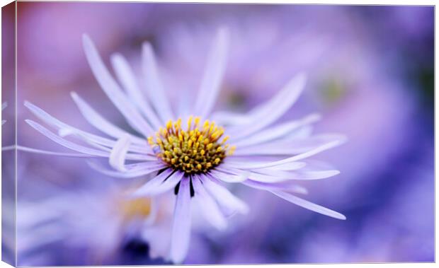 Purple Aster Flower  Canvas Print by Neil Overy