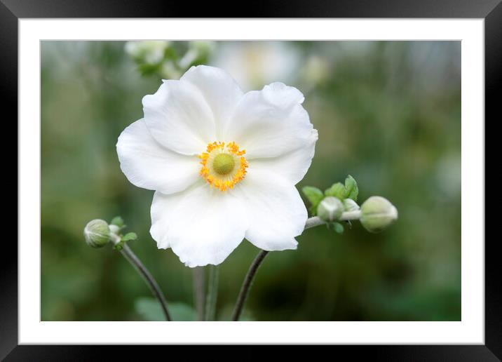 White Japanese Anemone flower Framed Mounted Print by Neil Overy