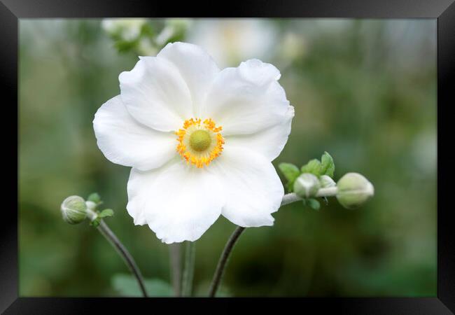 White Japanese Anemone flower Framed Print by Neil Overy