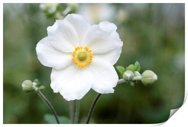 White Japanese Anemone flower Print by Neil Overy