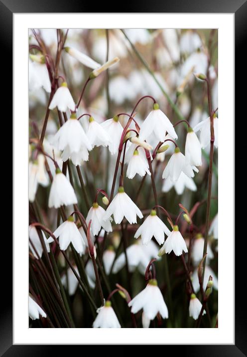  Autumn snowflake flowers Framed Mounted Print by Neil Overy
