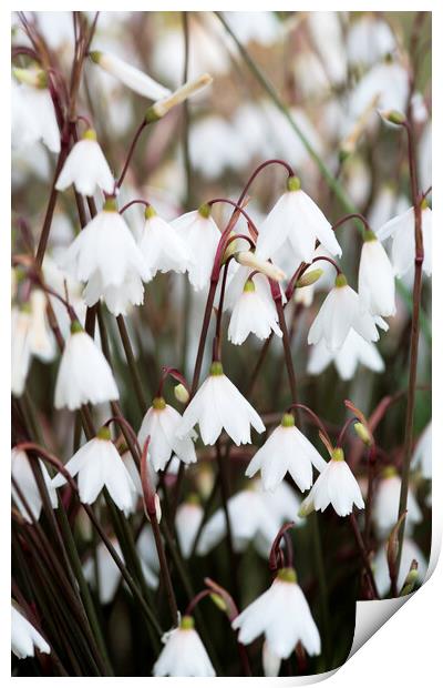  Autumn snowflake flowers Print by Neil Overy