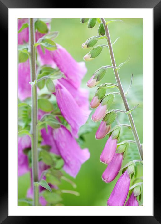Foxglove Flowers, Sussex, England Framed Mounted Print by Neil Overy